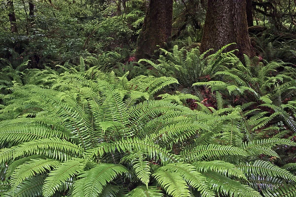 Ferns, Hoh Rainforest, Olympic National Park, Washington State