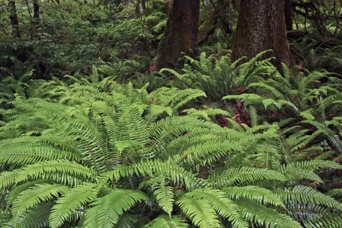 Framed Print : Ferns, Hoh Rainforest, Olympic National Park, Washington State Framed Print : Ferns, Hoh Rainforest, Olympic National Park, Washington State