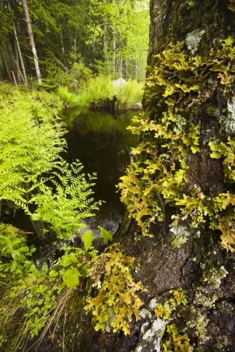 Framed Print : Ferns and a lichen-covered (Lobaria Pulmonaria) maple tree next to Moores Brook in Ellsworth, Maine