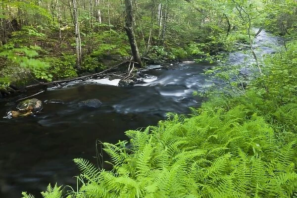 Ferns line Greenough Brook in Errol, New Hampshire