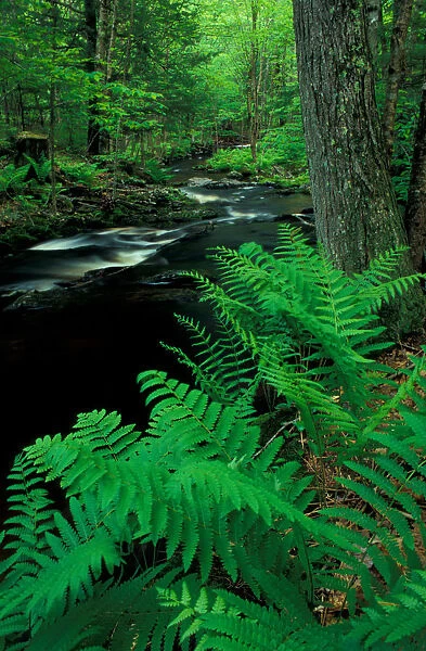 Ferns line a small stream in a forest on the Meserve Farm in Scarborough, Maine. Spring