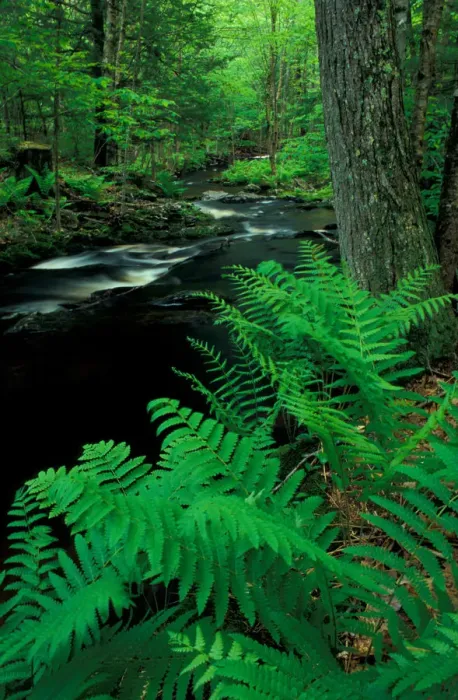 Framed Print : Ferns line a small stream in a forest on the Meserve Farm in Scarborough, Maine. Spring Framed Print : Ferns line a small stream in a forest on the Meserve Farm in Scarborough, Maine. Spring