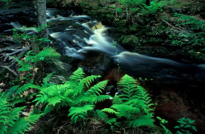 Framed Print : Ferns line a small stream in a forest on the Meserve Farm in Scarborough, Maine. Spring Framed Print : Ferns line a small stream in a forest on the Meserve Farm in Scarborough, Maine. Spring
