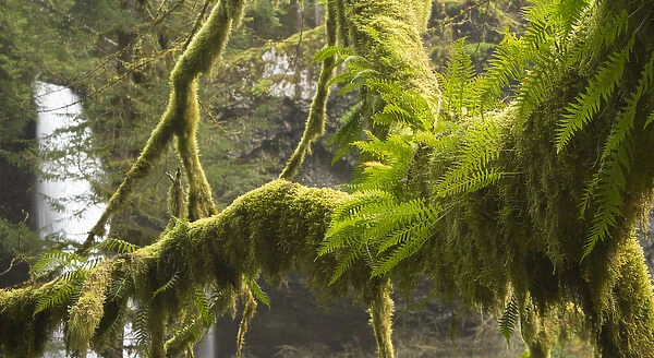 Ferns and moss frowing on a tree limb, Silver Falls State Park, Oregon