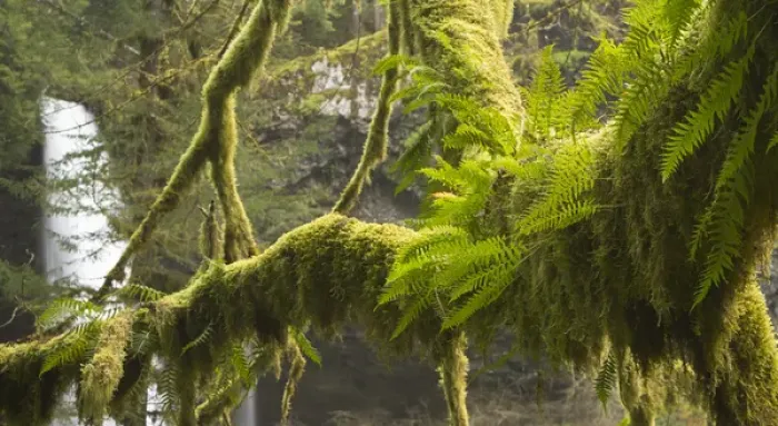 Framed Print : Ferns and moss frowing on a tree limb, Silver Falls State Park, Oregon Framed Print : Ferns and moss frowing on a tree limb, Silver Falls State Park, Oregon