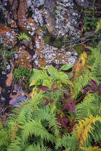 Ferns by rockface, Blue Ridge Parkway, Smoky Mountains, USA