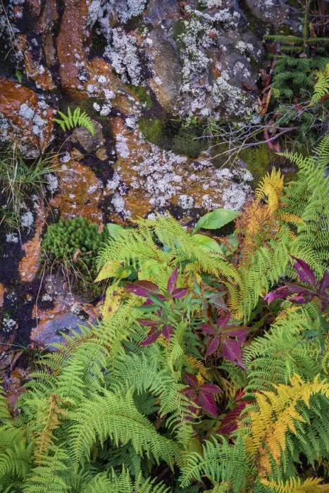 Framed Print : Ferns by rockface, Blue Ridge Parkway, Smoky Mountains, USA