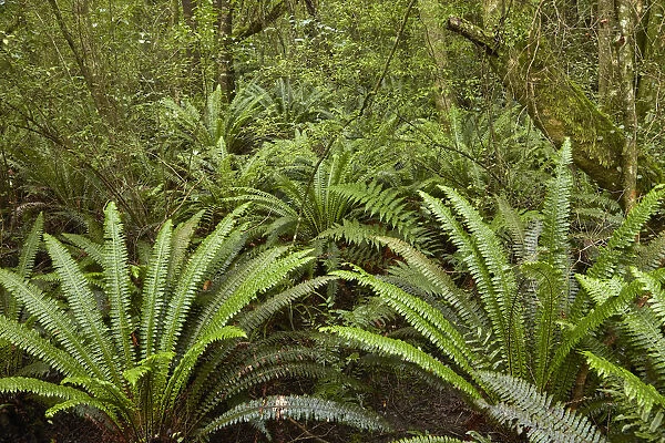 Ferns, Seaward Bush Reserve, Invercargill, Southland, South Island, New Zealand