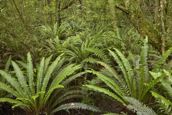 Framed Print : Ferns, Seaward Bush Reserve, Invercargill, Southland, South Island, New Zealand Framed Print : Ferns, Seaward Bush Reserve, Invercargill, Southland, South Island, New Zealand