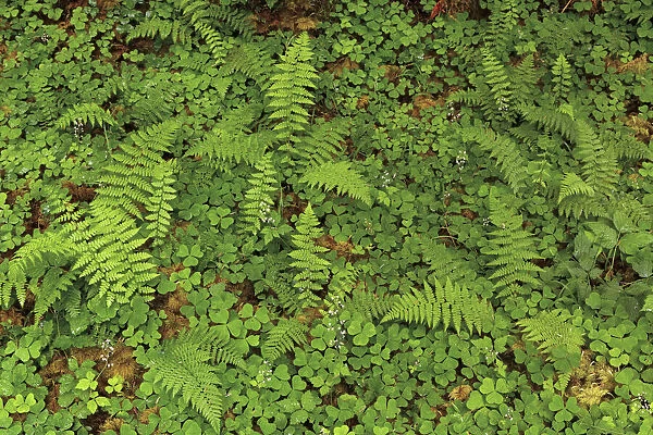 Ferns and sorrel on forest floor, Hoh Rainforest, Olympic National Park, Washington State