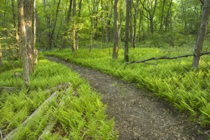 Framed Print : Ferns and a trail in Grafton, Massachusetts. Hassanamesitt Woods. Worceseter County Framed Print : Ferns and a trail in Grafton, Massachusetts. Hassanamesitt Woods. Worceseter County