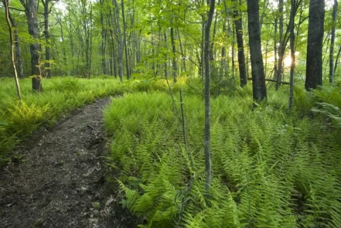 Framed Print : Ferns and a trail in Grafton, Massachusetts. Hassanamesitt Woods. Worceseter County Framed Print : Ferns and a trail in Grafton, Massachusetts. Hassanamesitt Woods. Worceseter County