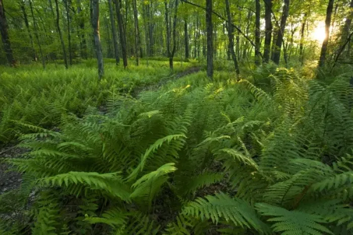 Framed Print : Ferns and a trail in Grafton, Massachusetts. Hassanamesitt Woods. Worceseter County Framed Print : Ferns and a trail in Grafton, Massachusetts. Hassanamesitt Woods. Worceseter County