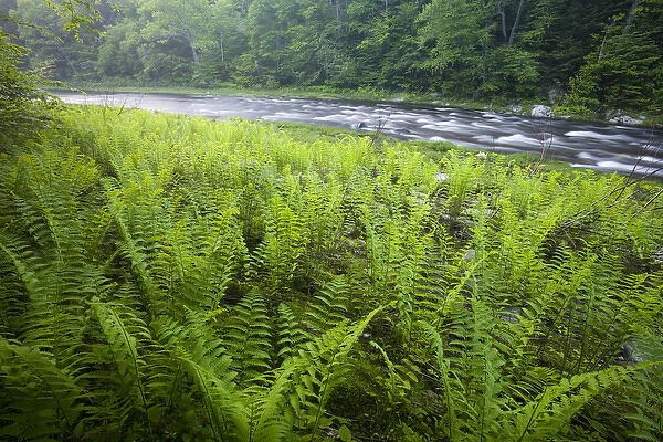 Ferns and the West Branch of the Westfield River in Chesterfield, Massachusetts