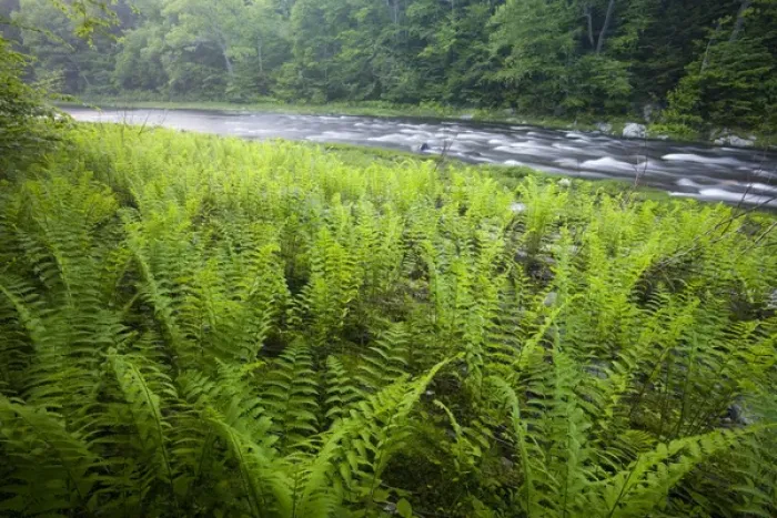 Framed Print : Ferns and the West Branch of the Westfield River in Chesterfield, Massachusetts