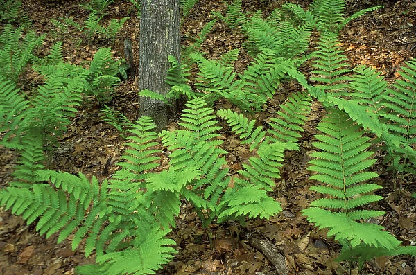 Ferns in the woods next to Woodman Brook, a tributary of the Lamprey River. Durham, NH
