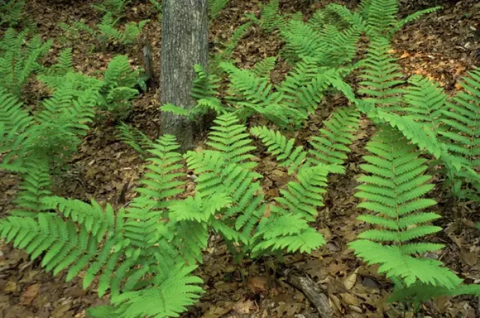 Framed Print : Ferns in the woods next to Woodman Brook, a tributary of the Lamprey River. Durham, NH Framed Print : Ferns in the woods next to Woodman Brook, a tributary of the Lamprey River. Durham, NH