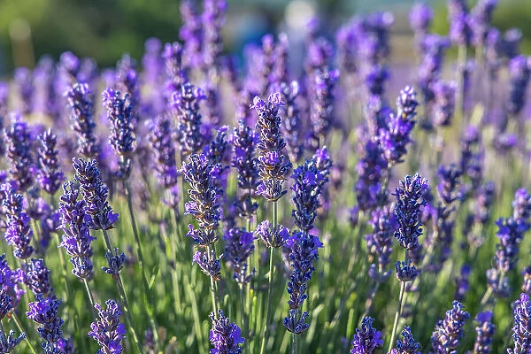 Ferrassieres, Drome, Auvergne-Rhone-Alpes, France. Close up of lavender growing in the south of France