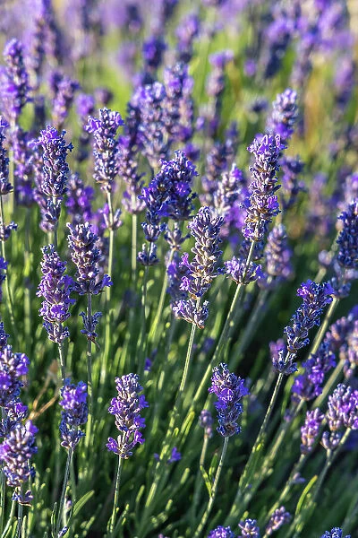 Ferrassieres, Drome, Auvergne-Rhone-Alpes, France. Close up of lavender growing in the south of France