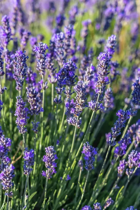 Framed Print : Ferrassieres, Drome, Auvergne-Rhone-Alpes, France. Close up of lavender growing in the south of France Framed Print : Ferrassieres, Drome, Auvergne-Rhone-Alpes, France. Close up of lavender growing in the south of France