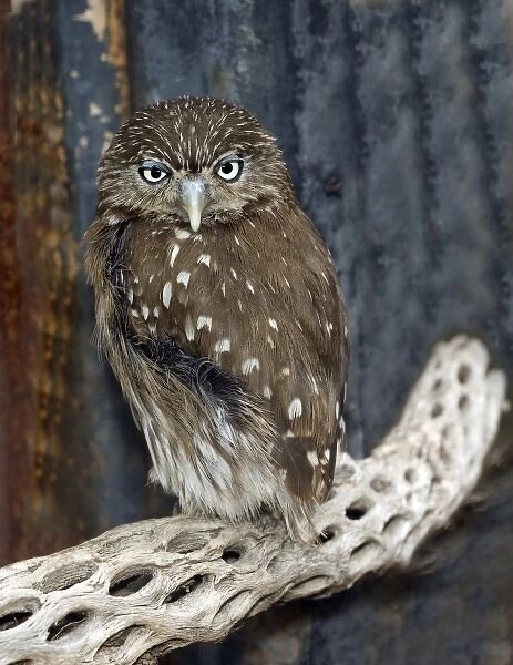 Ferruginious Pygmy Owl