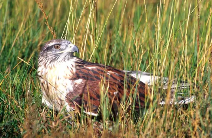 Framed Print : Ferruginous Hawk Buteo regalis Native to Central & Western US (Rehab Animal)