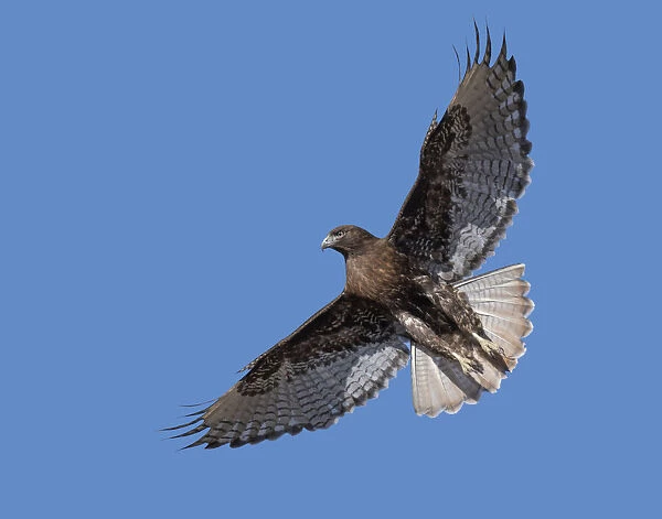Ferruginous Hawk, hovering over the grassland