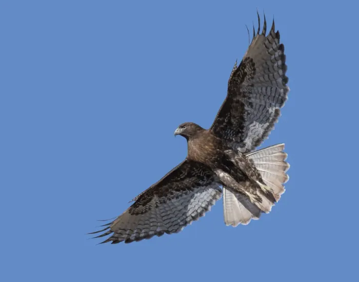 Framed Print : Ferruginous Hawk, hovering over the grassland Framed Print : Ferruginous Hawk, hovering over the grassland