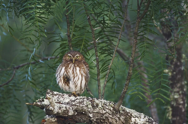 Ferruginous Pygmy-Owl, Glaucidium brasilianum, adult perched, Willacy County, Rio Grande Valley
