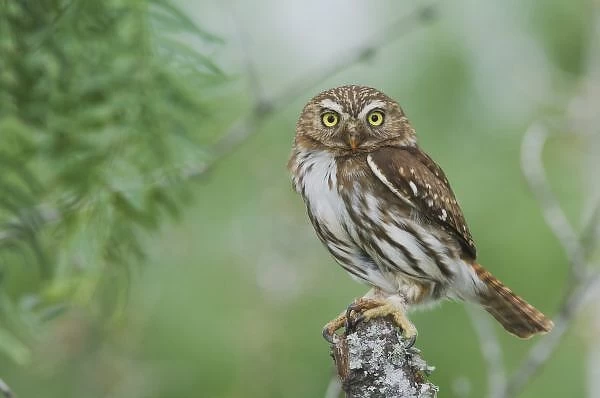 Ferruginous Pygmy-Owl, Glaucidium brasilianum, adult, Willacy County, Rio Grande Valley