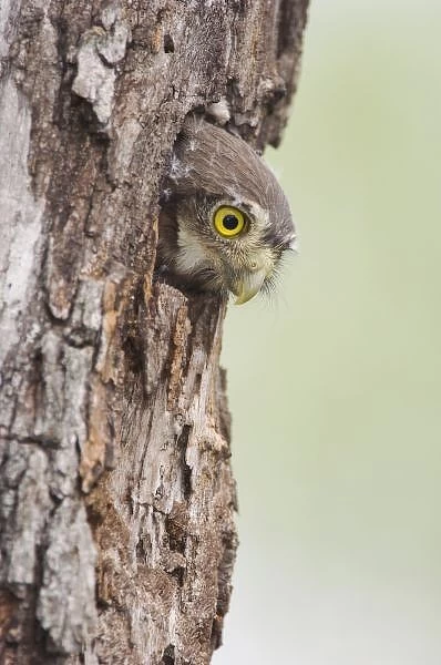 Ferruginous Pygmy-Owl, Glaucidium brasilianum, young in nesting cavity, Willacy County