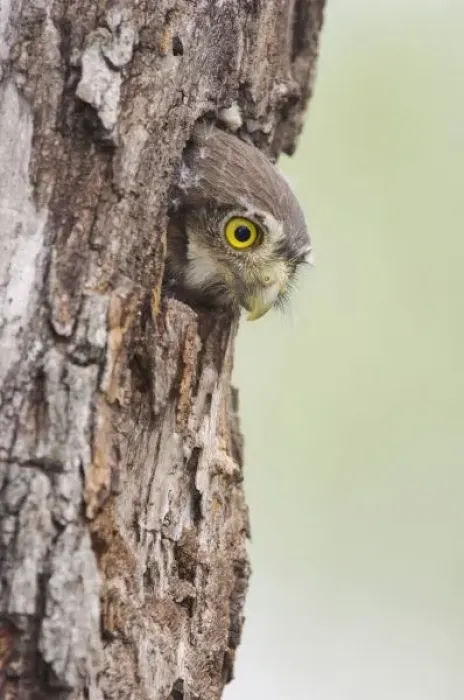 Framed Print : Ferruginous Pygmy-Owl, Glaucidium brasilianum, young in nesting cavity, Willacy County Framed Print : Ferruginous Pygmy-Owl, Glaucidium brasilianum, young in nesting cavity, Willacy County