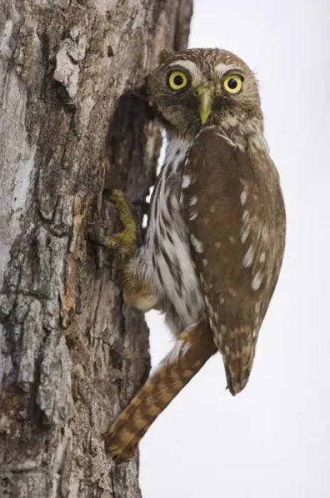 Framed Print : Ferruginous Pygmy-Owl, Glaucidium brasilianum, adult at nesting cavity, Willacy County Framed Print : Ferruginous Pygmy-Owl, Glaucidium brasilianum, adult at nesting cavity, Willacy County