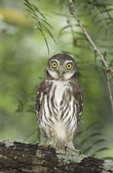 Ferruginous Pygmy-Owl, Glaucidium brasilianum, young, Willacy County, Rio Grande Valley