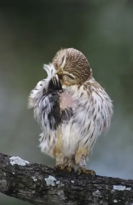Framed Print : Ferruginous Pygmy-Owl, Glaucidium brasilianum, adult preening, Willacy County, Rio Grande Valley