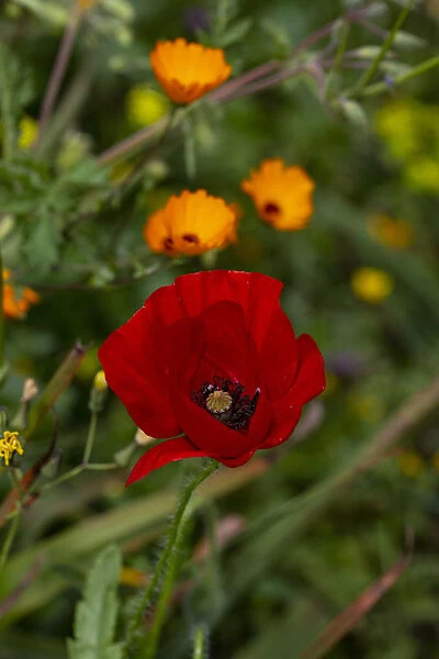 Fez, Morocco. Red poppy and orange flowers in a field