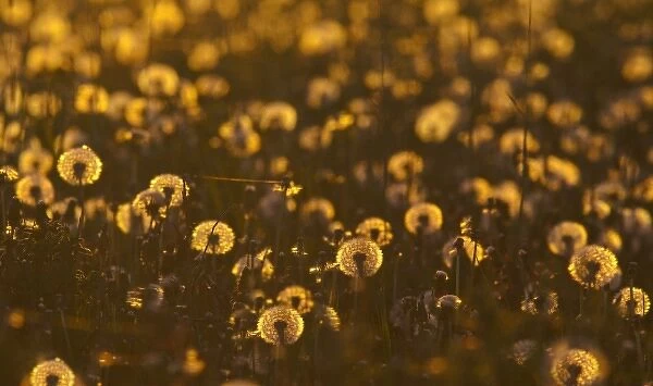 Field of backlit dandelions full of seed in Whitefish, Montana, USA