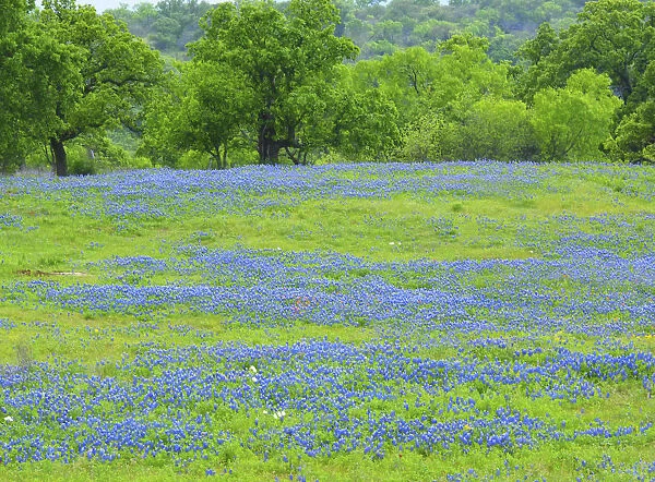 Field of bluebonnets and oak trees north of Llano Texas on Highway 16