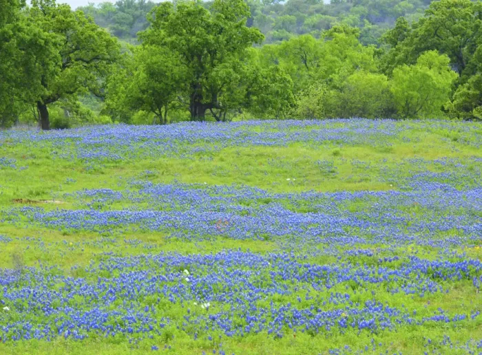 Framed Print : Field of bluebonnets and oak trees north of Llano Texas on Highway 16 Framed Print : Field of bluebonnets and oak trees north of Llano Texas on Highway 16