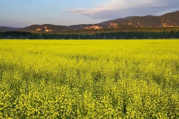 Field of canola in the Flathead Valley of Montana