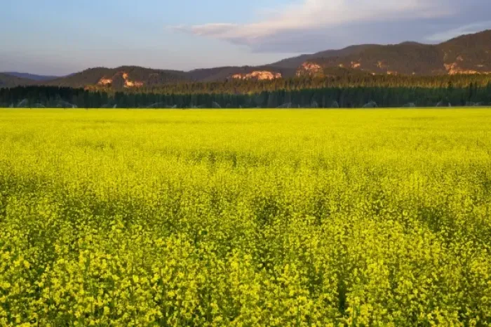 Framed Print : Field of canola in the Flathead Valley of Montana