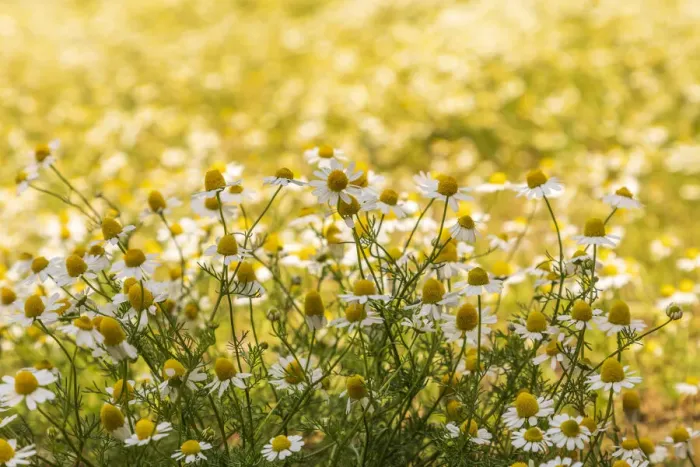 Framed Print : Field of chamomile Framed Print : Field of chamomile