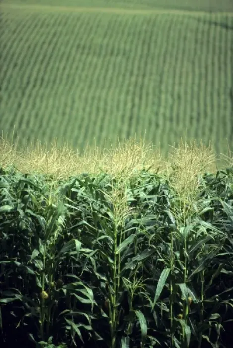 Framed Print : Field of corn