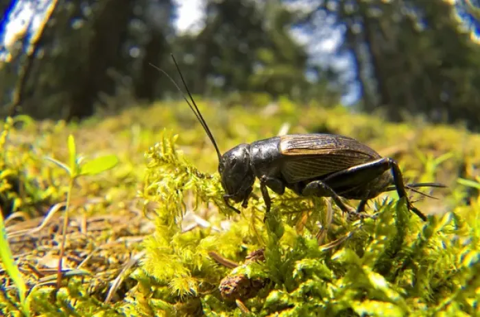 Framed Print : Field cricket, Gryllus campestris, is a large, shiny black cricket with a distinctively large head Framed Print : Field cricket, Gryllus campestris, is a large, shiny black cricket with a distinctively large head