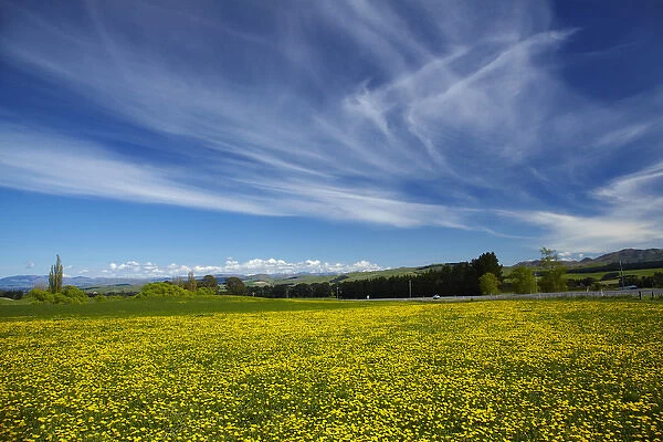 Field of dandelions, near Greta Valley, North Canterbury, South Island, New Zealand