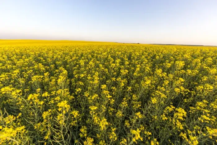 Framed Print : Field of flowering canola near Regent, North Dakota, USA