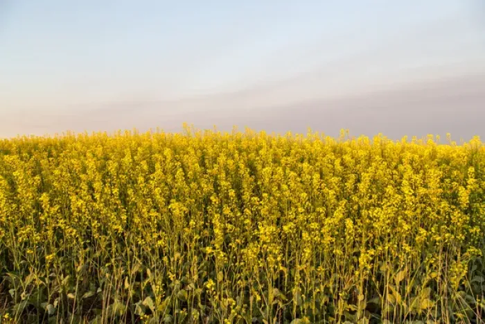 Framed Print : Field of flowering canola near Regent, North Dakota, USA Framed Print : Field of flowering canola near Regent, North Dakota, USA