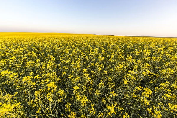 Field of flowering canola near Regent, North Dakota, USA