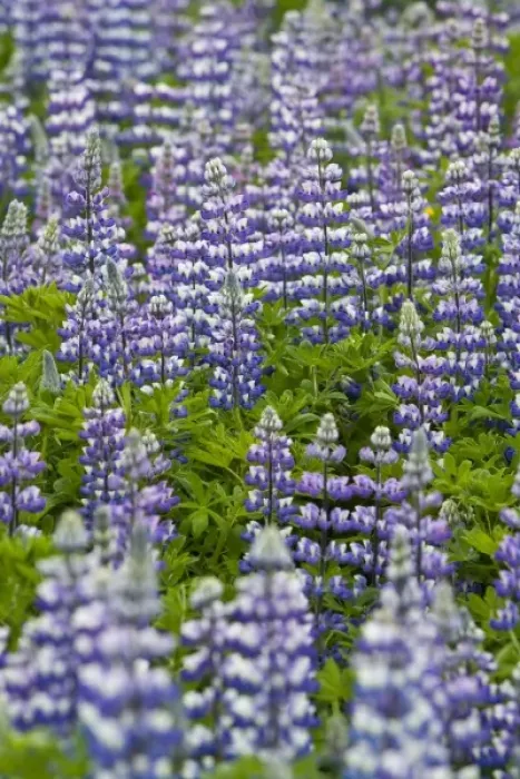 Framed Print : A field of Lupin in Iceland