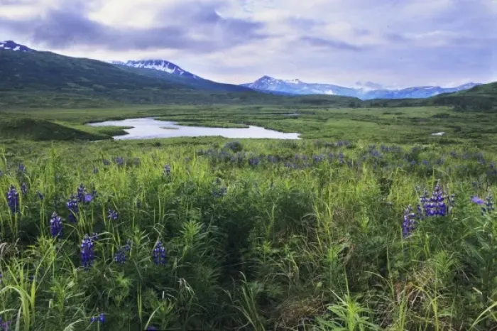 Framed Print : A field of Lupines next to river, Kodiak National Wildlife Refuge, Kodiak Island, Alaska Framed Print : A field of Lupines next to river, Kodiak National Wildlife Refuge, Kodiak Island, Alaska